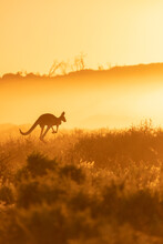 Kangaroo In Sunrise Background 