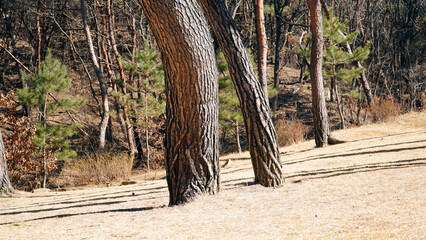 Wall Mural - A pine tree base with special scales and patterns.