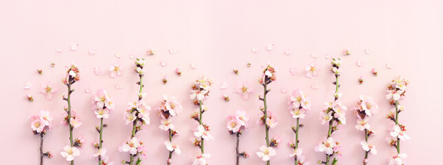 Wall Mural - image of spring white cherry blossoms tree over pink pastel background. vintage filtered image