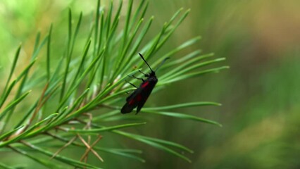 Wall Mural - Close-up 4k shot of red black spotted butterfly perched on pine leaves.