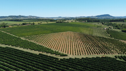 Coffee Plantation Brazilian Coffee, lake beautiful nature