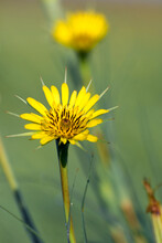 Yellow Wild Flower Of Salsify Close Up. Goatsbeard (Tragopogon Pratensis) Blooms In The Meadow In Spring.