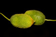 fresh healthy spiny gourd isolate on black background