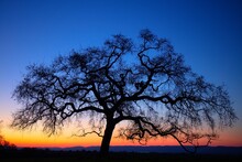 Large Bare Tree Under Sky At Sunset, Cabaneros National Park, Spain
