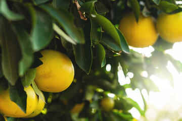 Ripe grapefruits on the small evergreen tree