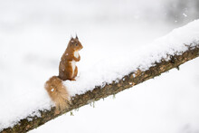 Red Squirrel (Sciurus Vulgaris) Standing On Snow-covered Branch