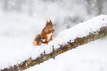 Red Squirrel (Sciurus Vulgaris) Feeding On Snow-covered Branch
