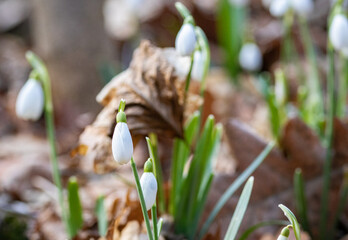 Close-up of spring snowdrop flower isolated  on the ground in the forest among the leaves