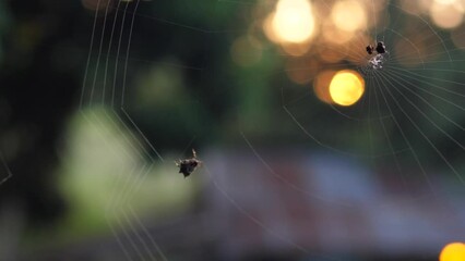 Little spider making cobweb isolated in light bokeh beautiful nature background. Concept of wildlife, insect, animal, nature.