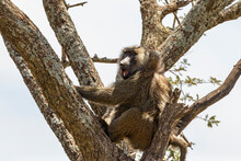 Wild Babian Sitting In A Tree In Africa