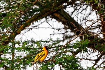 Poster - African Village weaver sits on a tree branch