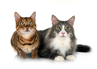 Wall Mural - Norwegian Forest cat and bengal cat