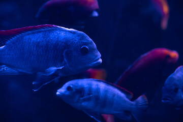 Wall Mural - Nice violet red orange colored sea aquarium fish