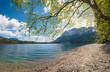 Gravel beach at lake shore Eibsee, birch tree with green leaves, bavarian alps