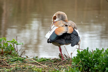 Egyptian Goose Standing On One Leg At The Edge Of A Pond