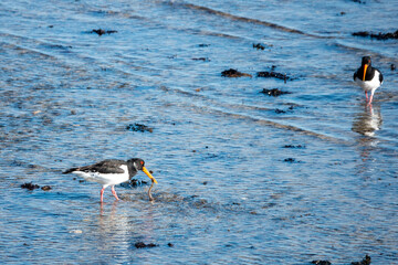 Poster - oyster catcher with his catch in the sea