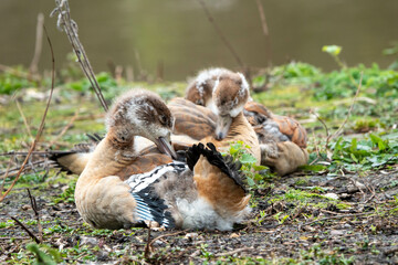 Poster - baby egyptian geese resting together by the pond