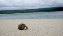 Hermit Crab On The Beach