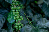 Fototapeta Kuchnia - Coffee Crop, Plant, Crop - Plant, Fruit, Farmer