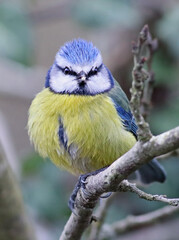 Wall Mural - Cute tiny eurasian blue tit (Cyanistes caeruleus) perched on a branch with vibrant natural background. Colorful garden bird singing in the forest. Lugo, Galicia, Spain.