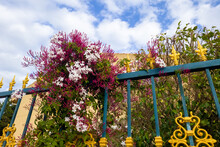 Multi-flowered Jasmine (Jasminum Polyanthum) Blooms On The Background Of A Blue Fence