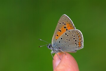 Wall Mural - A butterfly sitting on a green grass.