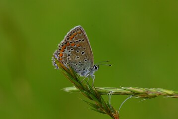 Wall Mural - A butterfly sitting on a green grass.