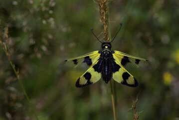 Wall Mural - A butterfly sitting on a green grass.