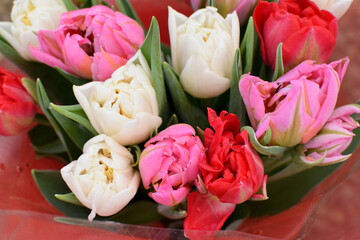 Beautiful peony multi-colored spring tulips are sold at the flower market on March 8