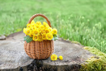 Yellow Coltsfoot Flowers In Wicker Basket On Tree Stump Outdoor, Natural Green Background. Healing Plant Coltsfoot, Tussilago Farfara Used In Traditional Medicine. First Flowers Of Early Spring Season