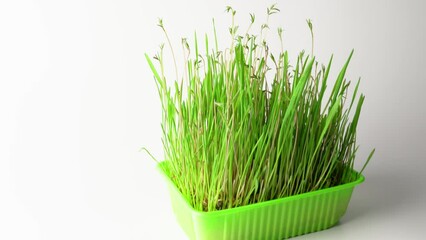 Wall Mural - grass tray for feeding animals on a white background