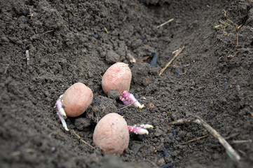 three sprouted potato tubers with large sprouts are prepared for planting and laid in the ground