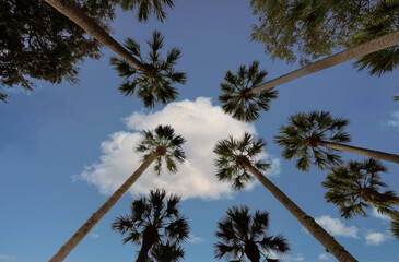 Palm trees with white cloud on blue sky Stetson University