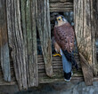 UK, Yorkshire, February 2020: Portrait of a Kestrel perched on a wooden fence panel