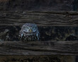 UK, Yorkshire, February 2020: Portrait of a little owl perched on a wooden fence panel