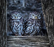 UK, Yorkshire, February 2020: Portrait of a pair of Little owls perched on a wooden fence panel