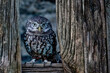 UK, Yorkshire, February 2020: Portrait of a little owl perched on a wooden fence panel