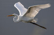 Nature wildlife image of cattle egret on flying