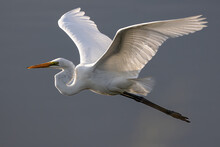 Nature Wildlife Image Of Cattle Egret On Flying