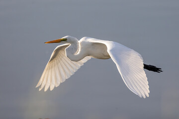 nature wildlife image of cattle egret on flying
