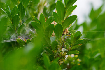 Wall Mural - A buxus plant with a leaf-eating caterpillar.