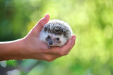 Fototapeta Mapy - Human hands holding little african hedgehog pet outdoors on summer day. Keeping domestic animals and caring for pets concept.