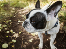 Close-up Of Black And White French Bulldog On Footpath