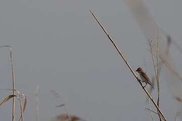 common reed bunting in the field