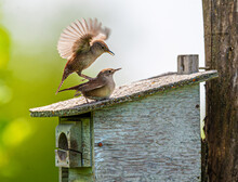 Spring - With Love In The Air - House Wrens (Troglodytes Aedon) Mating