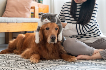 Canvas Print - Golden Retrievers and British Shorthairs accompany their owner