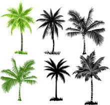 Set Of Palm Tree 
