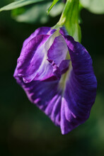 Purple Butterfly Pea Flower Is So Beautiful