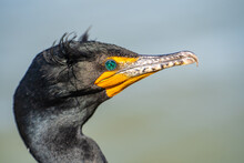 Portrait Of Double-crested Cormorant (phalacrocorax Auritus). Wildlife Photography.