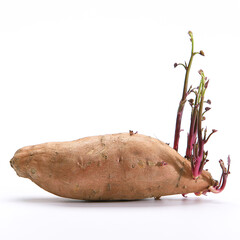 Sweet potato shoots on a white background